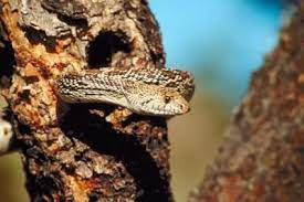 How To Distinguish A Bullsnake From A Rattlesnake Snake Snake Photos Reptiles