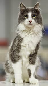 Top 5 Most Beautiful Cat Breeds Angora Cats Cute Cats And Dogs Cute Cats