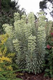Prefers a well drained soils and is best in full sun. Pin On Groomden