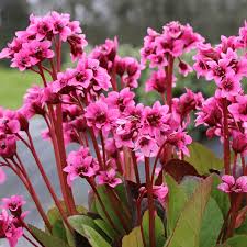 Bergenia - Dark Damsel