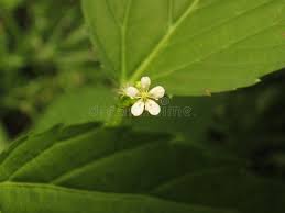 Image result for Caperonia