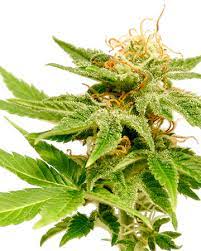 Jack Herer Feminized Cannabis Seeds Buy Cannabis Seeds For Sale Growers Choice Cannabis Seeds