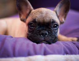 I cani piccoli sono spesso molto apprezzati, per diversi motivi. Cani Da Appartamento Quali Razze Scegliere