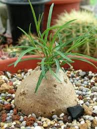 Image result for Ipomoea welwitschii