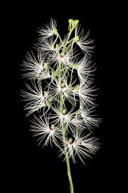 Image result for Habenaria arianae