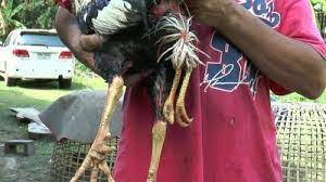 Ayam bangkok, ayam petarung, ayam pukul saraf . Bentuk Ciri Kaki Ayam Bangkok Pukul Mati Ayambangkok Org 2021