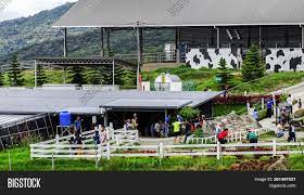 Desa cattle dairy farm is located at the foothills of mount kinabalu in kundasang and took only around 15 minutes from kinabalu pine resort. Ranau Sabah Sept 11 Image Photo Free Trial Bigstock