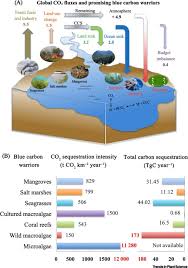 Exploring New Blue Carbon Plants For Sustainable Ecosystems Trends In Plant Science