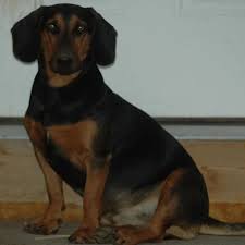 Image result for slovenský kopov