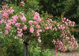 Buy garden flowers online ireland. Top 10 Cottage Garden Favourites The English Garden