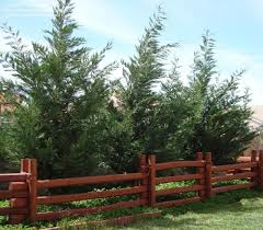 We did not find results for: Full Size Picture Of Leyland Cypress X Cupressocyparis Leylandii Leyland Cypress Landscape Projects Outdoor Gardens