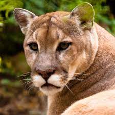 En este tema sí que prefieren animales de gran envergadura cómo pueden ser los ciervos, pero no les importa alimentarse con cualquier tipo de roedor hasta incluso de insectos. Donde Vive El Puma Habitat Y Distribucion