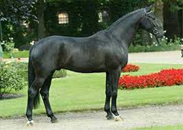 Diamond hit en royal hit komen uit dezelfde moeder als sandro hit. Sir Bedo Hengst Landgestut Warendorf Nrw