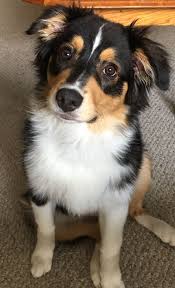 Black Australian Shepherd Puppy Australian Shepherd Puppy Black Tri Aussie Australianshepherdpuppy Australian Shepherd Aussie Puppies Australian Shepherd Dogs