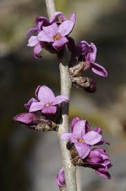 Image result for Daphne mezereum