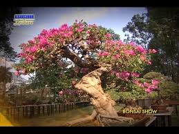Maybe you would like to learn more about one of these? Lifestyle Chronicles Philippine Bonsai Show Youtube