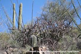 Keep friends, children and pets at least 3 feet away from this. Nocturnal Scene Fact Sheet