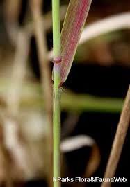 Image result for Melinis longiseta