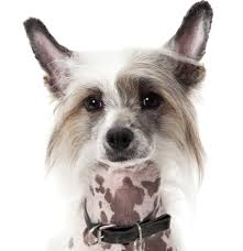 Papillon Puppies For Sale Adoptapet Com