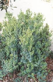 Image result for Myrsine africana