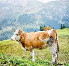 Foto De Dos Alpes Suicos Simmental Vaca Lambendo Seu Focinho E Mais Fotos De Stock De Agricultura Istock
