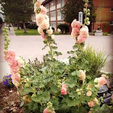 The fruits typically ripen in august and september. Northern Arizona University Office Photos Glassdoor