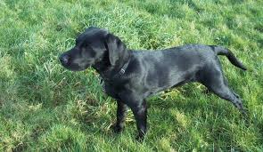 Six Month Labrador Your Puppy Questions Answered In 2020 Labrador Retriever Puppies Labrador Puppy Black Labrador Puppy