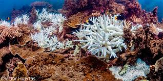 En el 2020 se registra el peor blanqueamiento de la Gran Barrera de Coral |  National Geographic en Español