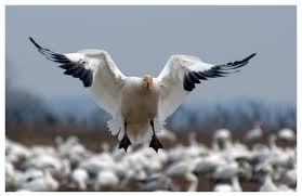 Snow Goose Hunting Specklebelly Duck Hunting Guide Service As Specialists In Missouri Waterfowl Hunting We Offe Goose Hunting Snow Goose Hunting Snow Goose