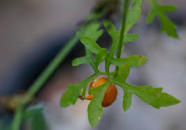 Image result for Kedrostis nana