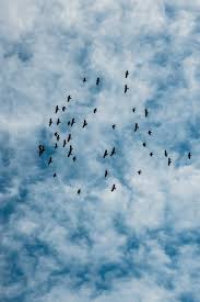 Bird Flying In The Sky 2020 Ucan Kus Fotograf Resim