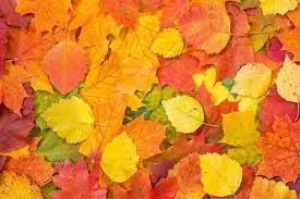 When Leaves Change Color Is It A Chemical Change Quora