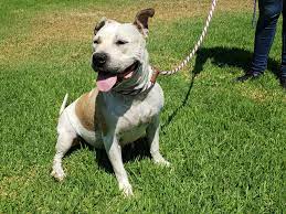 Maybe you would like to learn more about one of these? Lola Calypso Noodle And Mulan Are Ready For Adoption Press Telegram Long Beach California Eminetra