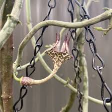 Image result for Ceropegia haygarthii