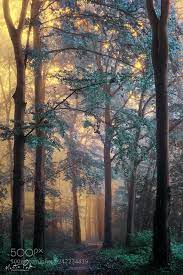 Wonderland By Martinpodt Forest Photos Scenic Pictures Nature