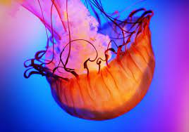 In la jolla, a locality of san diego, these elegant creatures roam the beach among tourists. Editors Picks Our Favorite Sea Creatures Etsy Journal