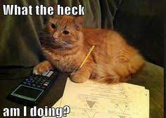 14 Math And Cats Ideas Cats Funny Cats Funny Animals