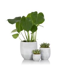 Designer indoor plant pots, stands and luxury plant pots for your home or office space. Urban Jungle Bundle Online Houseplants Succulents Uk Delivery