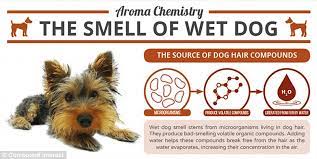 Urine, feces, vomit, pet ordor, rotting garbage, perspiration How To Get Rid Of Wet Dog Smell On Clothes Dogwalls