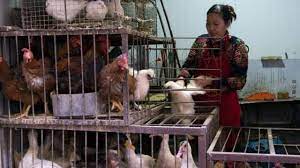 No se han reportado casos humanos de h10n3 en el mundo, y el virus h10n3 entre las aves de corral es poco patógeno. Ijddvsvrbvic M
