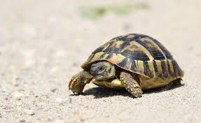 Geckos for sale online including baby leopard gecko for sale, crested geckos, gargoyle geckos. Eastern Hermann S Tortoise European Terrestrial Turtle Testudo Hermanni B Affiliate Tortoise European Eastern Herman Turtle Tortoise Baby Tortoise