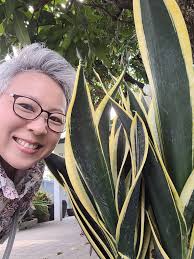 Easy care air purifying snake plant for home