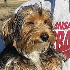 Pet Card Yorkie Yorkshire Terrier Yorkshire Terrier Yorkie