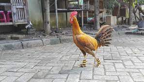 Bandar sabung ayam pisau bandar sabung ayam pisau tajen bali online di situs agen s128net livestreaming langsung dari cashback sabung ayam peru #agensabungayam #sabungayamonline #sabungayam2017. Ayam Peru Ayam Aduan Taji Pisau Sabung Ayam Online