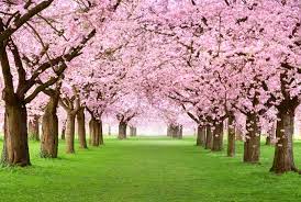As ornamentals, flowering cherry trees have some specific requirements to help them achieve their flowery perfection. 4 Best Flowering Cherry Trees To Grow In The South Gardener S Path
