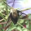 Gestern bei uns zu besuch #hummelschwärmer und #schwalbenschwanz euch einen schönen sonntag vielleicht draußen in natur #nature #insekten pic.twitter.com/vtnpfsbryx. 1