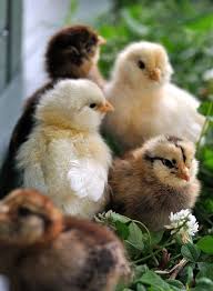 Cute Baby Chickens When I Was Little We Used To Get A Colored Baby Chicken From Murphy S Ever Easter For A Quarter Animals Cute Animals Farm Animals