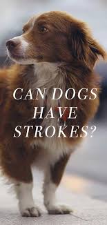 An ischemic stroke occurs when blood flow to a dog's brain is . Can Dogs Have Strokes And What Are The Signs Dogs Training Your Dog Dog Pee