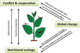 Image result for Cissus nigropilosa