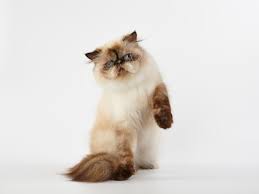 Slate blue nose and paws; Himalayan Steckbrief Herkunft Wesen Und Mehr Haustiermagazin
